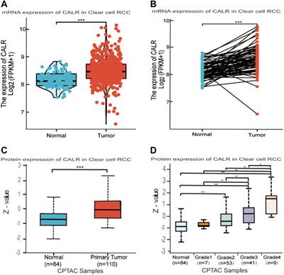 Frontiers | Calreticulin As A Prognostic Biomarker And Correlated With ...